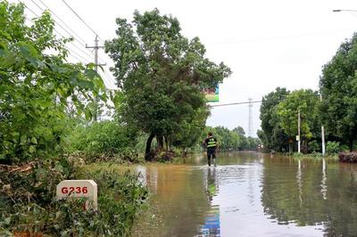 什么树不怕水淹又值钱