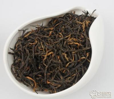 金骏眉加工工艺