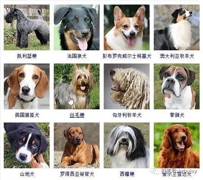 小狗名字大全
