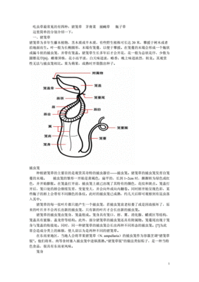 简单的吃虫草怎么画