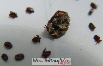 周公解梦 虫子