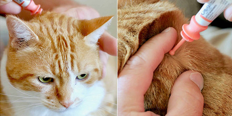 猫咪弓形虫影响人的症状