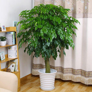 室内盆栽植物图片