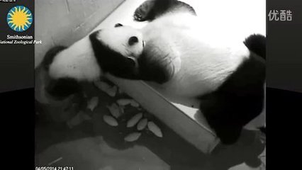孕妇梦见傻子是胎梦吗