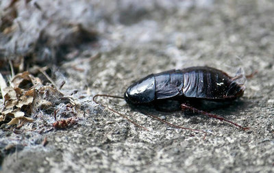 蟑螂用开水烫能死吗