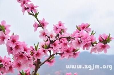 做梦梦见摘槐花