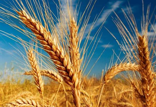 夏粮主产区各类粮企已累计收购小麦3047