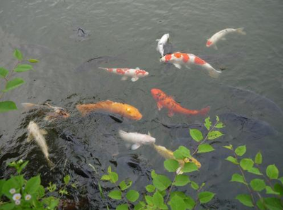 龍魚老是不吃東西（龍魚老是不吃東西怎么辦） 廣州龍魚批發(fā)市場