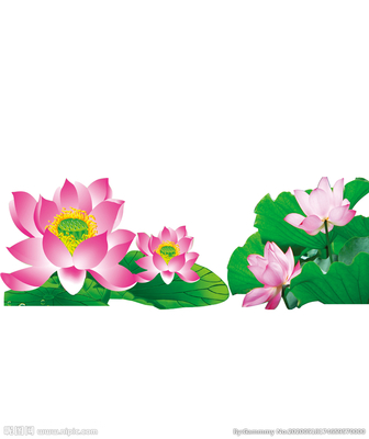 荷花设计图