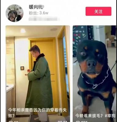 虐狗犯法吗