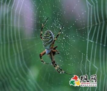 做梦梦见小象