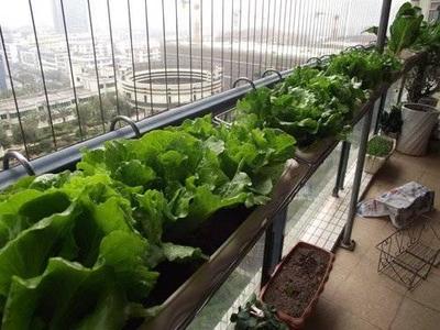 阳台种菜如何施肥