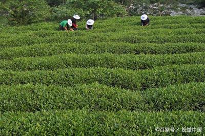 茶叶地征收怎么赔偿