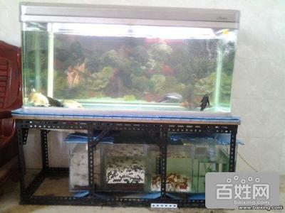 金魚的記憶有多久：金魚的記憶有多久螞蟻莊園