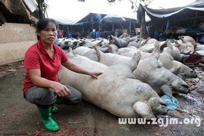 孕妇梦见死猪是什么意思