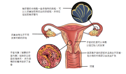 输卵管扩张是怎么回事