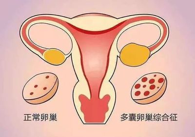 卵泡发育成多少会破