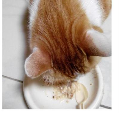2个月的小猫吃什么