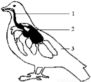 在家鸽的肌肉中最发达的是什么