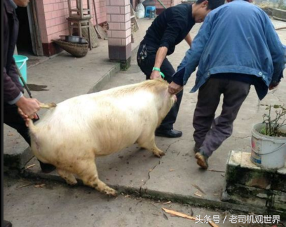 怎么称猪的重量
