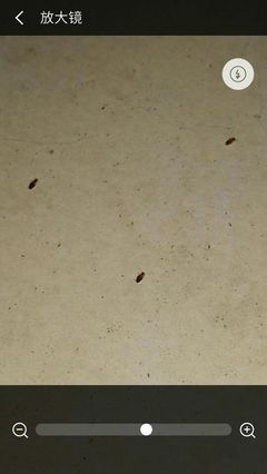 房间很多小虫子