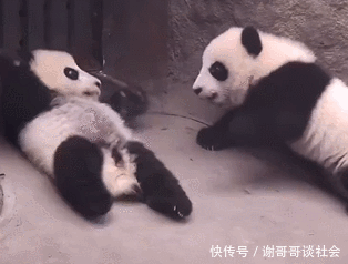 魅影传说熊猫怎么得