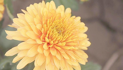菊花代表什么生肖