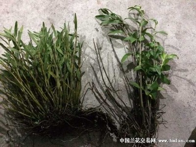 细茎石斛的功效与作用