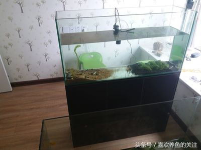 龍魚突然蒙眼怎么回事（龍魚突然蒙眼怎么回事兒）