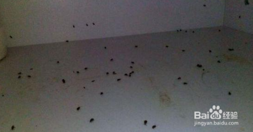厨房油虫怎么去除了
