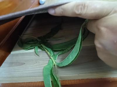 梦见换窗户