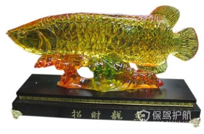 龍魚分不分公母（龍魚分不分公母圖片）