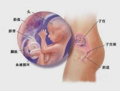 怀孕4个月宝宝多大
