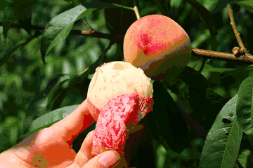 下雨后摘桃子是不是不甜