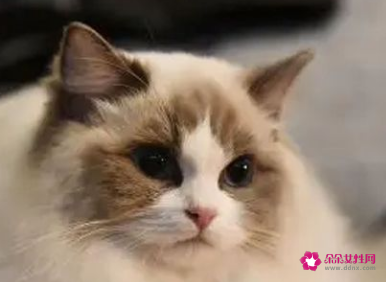 母猫怀孕可以洗澡吗