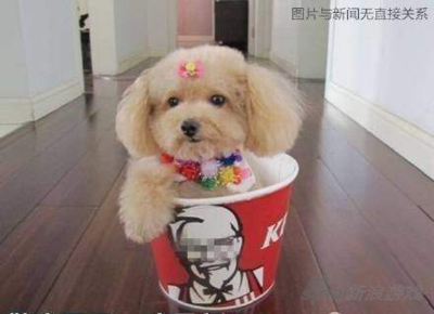 狗可以带上动车吗