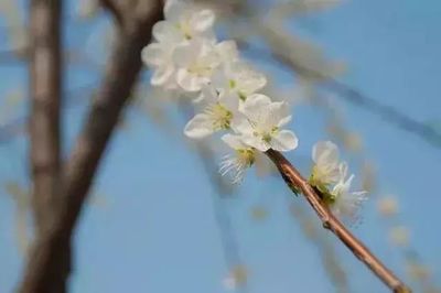 春天蕴含着什么的寓意