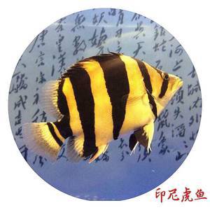 北京魚(yú)缸搬運(yùn)價(jià)格表及圖片（北京魚(yú)缸搬運(yùn)價(jià)格表及圖片大全）