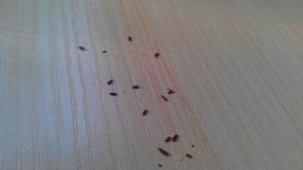 木地板虫子用什么杀死