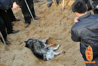 梦见自己家狗死了