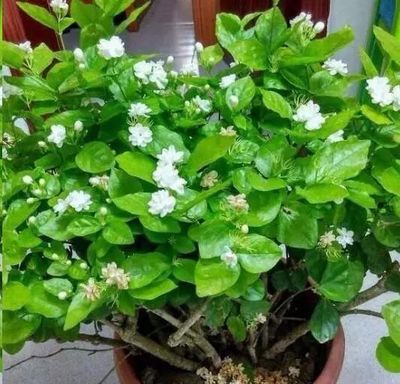 西阳台适合种什么植物