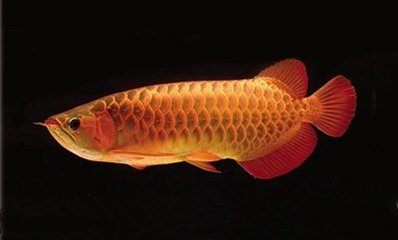 龙鱼的主食是什么：龙鱼的喂养方式 龙鱼百科 第2张