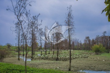 大学城湾咀头湿地公园