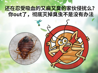 家里怎么会有蚂蚁