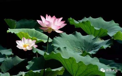荷花生肖