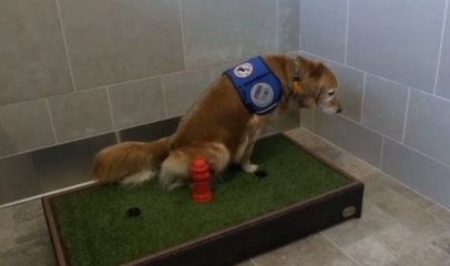 狗狗性格