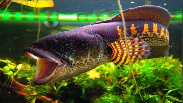 大同市南郊區(qū)成林水族店（大同最大的水族館在哪） 全國水族館企業(yè)名錄