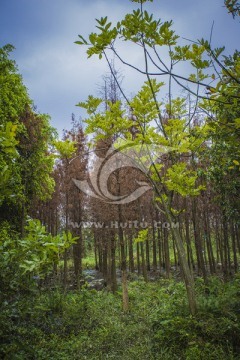大学城湾咀头湿地公园