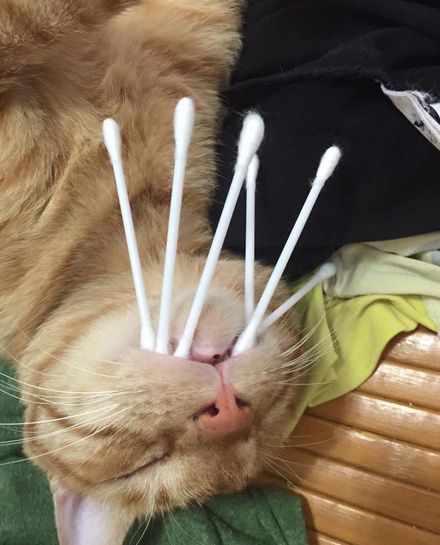 做梦打死猫是什么意思