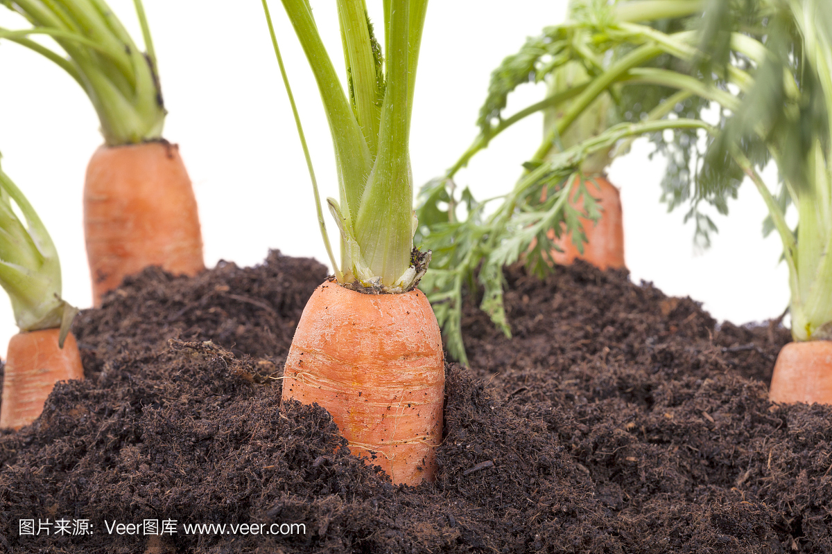 土壤中的胡萝卜